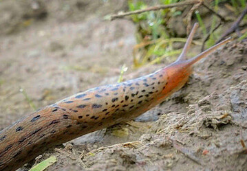 Damit Schnecken Sie nicht berraschen, lohnt sich ein Blick ins Schneckenmonitoring.