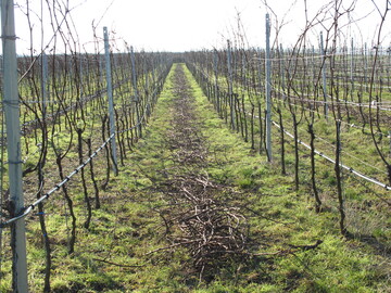 Junganlagen sollten nicht zu wchsig sein. Das lsst sich an der Menge des Schnittholzes gut ablesen.