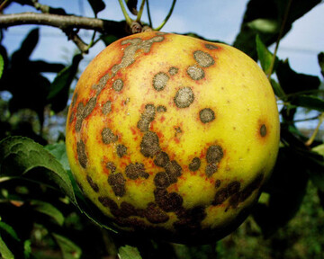 Schorf macht vielen Obstproduzenten das Leben schwer. Die Kombination von Methoden aus dem Bio- und dem integrierten Anbau hilft, den Schadpilz besser in den Griff zu bekommen. 