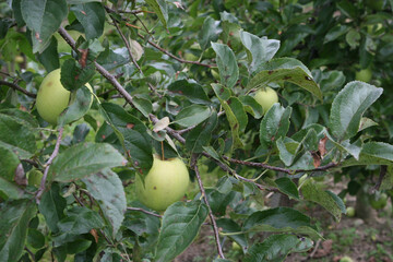 Zur Bekmpfung wichtiger Krankheiten und Schdlinge stehen immer weniger Pflanzenschutzmittel zur Verfgung. Das beklagte der Bundesausschuss Obst und Gemse bei seiner Sitzung in Berlin. 