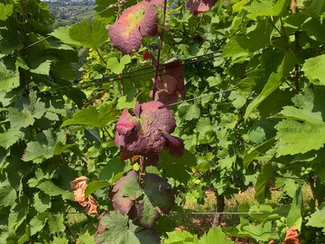 Mit der Schwarzholzkrankheit befallene Stcke sollten dringend bis ins gesunde Holz zurckgeschnitten werden.