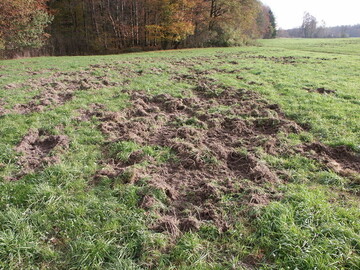 Schwarzwildschden im Grnland