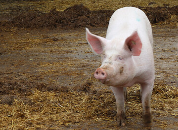  Die VEZG-Notierung fr Schlachtschweine legte in der letzten Februarwoche nochmals zu, auch die Ferkelpreise steigen langsam wieder. 