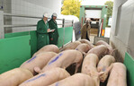 Qualitätskontrolle der Schweine bei der Anlieferung am Schlachthof in Ulm.