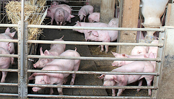 Etwa 300 Landwirte aus den Bundeslndern des Absatzgebiets von Edeka Sdwest arbeiten fr das Regionalprogramm des Lebensmittelhndlers. Bis zum Jahresende garantiert Edeka Sdwest Fleisch den Mstern nun fr die angelieferten Schweine einen Mindestbasispreis von 1,40 Euro pro Kilogramm Schlachtgewicht. 