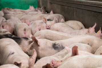 Letztes Jahr hat die Mller Gruppe unter anderem das Regionalpakt fr das sddeutsche Schwein ins Leben gerufen.