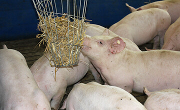 Der Schweinemarkt steht unter Druck.  Viele Schlachthfe mussten ihre Kapazitten wegen Corona sowie einem Mangel an Arbeitskrften runterfahren. Und bei Preisen von 1,27 Euro pro Kilogramm Schlachtgewicht fr die Schlachtschweine wegen ASP ist die Bereitschaft bei den Mstern gering, wieder Schweine einzustallen. Das trifft vor allem die Sauenhalter.