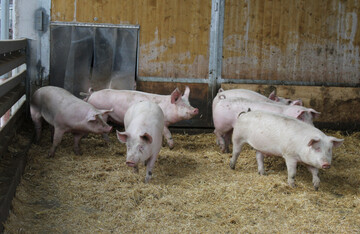  EPI-AGRI soll das Tierwohl frdern. Im Zuge dessen wurde 2020 unter anderem die App: "Fit for pigs" entwickelt. 