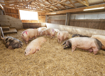Schweine