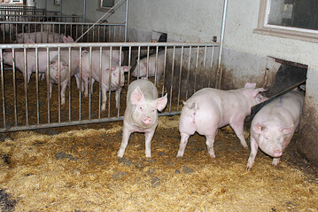 Stallumbau: In diesem Schweinestall wurden die Wnde eingerissen, so dass die Schweine jetzt einen Auslauf nach drauen bekommen haben. So ein Umbau wird mit zinsverbilligten Darlehen gefrdert, wenn er nach Fertigstellung mindestens die Anforderungen der Haltungsform Stufe 3 der Initiative Tierwohl erfllt.