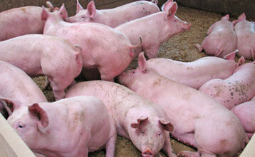 In Baden-Wrttemberg ging damit die Zahl der Schweinehalter innerhalb eines Jahres um 7,4 und die der Zuchtsauenhalter um 8,8 Prozent zurck.