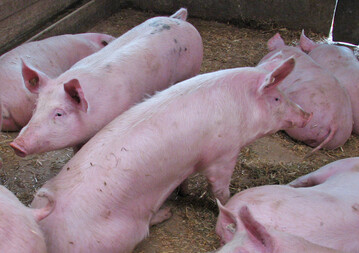  Der Markt leidet unter einem Schweinefleisch-berangebot. Die private Lagerhaltung knnte die Lage etwas zu verbessern, preislich hat sich dies in der ersten Januarwoche aber noch nicht bemerkbar gemacht. 