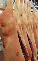 Die EU-Exporte von Schweinefleisch sind zu Jahresbeginn zurückgegangen, vor allem Russland hat seine Einfuhr zurückgefahren.