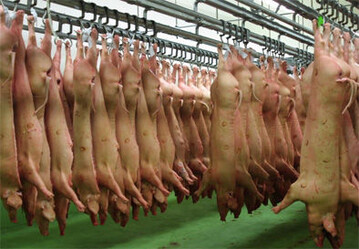 Visuelle Fleischuntersuchung ersetzt bisheriges Verfahren: Die visuelle Untersuchung von Schweineschlachthlften war vor dem 1. Juni 2014 nur unter bestimmten Voraussetzungen mglich. 