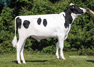 Scott PP ist der weltweit hchste reinerbig hornlose Holsteinbulle. Er stammt aus der Zucht von Rainer Thoenes in Kalkar.