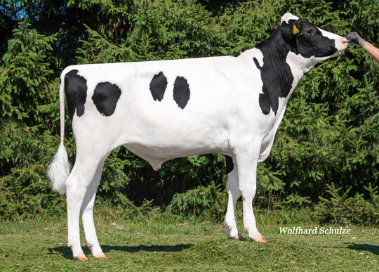 Scott PP ist der weltweit hchste reinerbig hornlose Holsteinbulle. Er stammt aus der Zucht von Rainer Thoenes in Kalkar.
