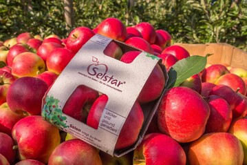 Selstar, eine selenreiche Apfelneuheit, stärkt das Immunsystem. Angeboten wird er in einer natürlichen Kartonschale ohne Plastik.