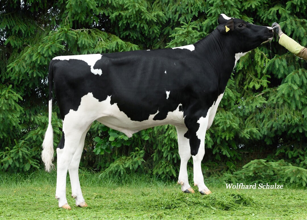 Der Bulle Seneca PP ist eine interessante und sehr komplette reinerbig hornlose Alternative.  