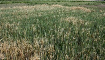 Sommergerste (26.06.2011) zeigt vor der Ernte Zwiewuchs mit entsprechenden Problemen beim Dreschen und der Qualität.