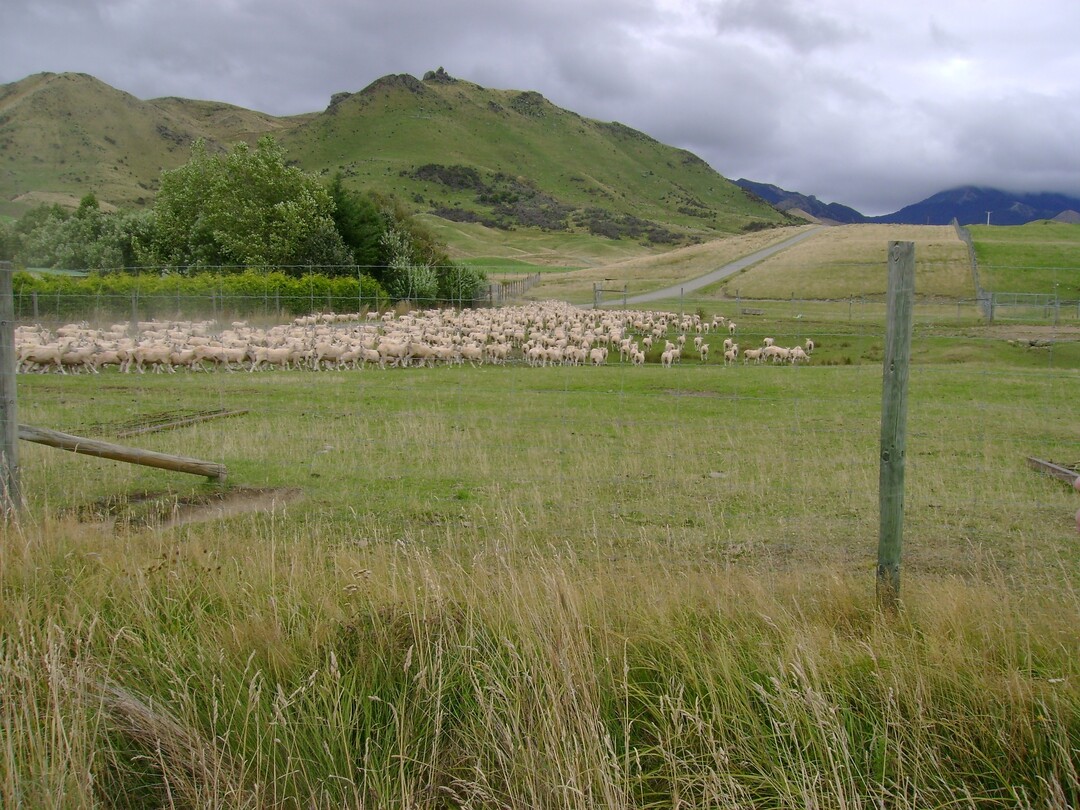 Schafe in Neuseeland