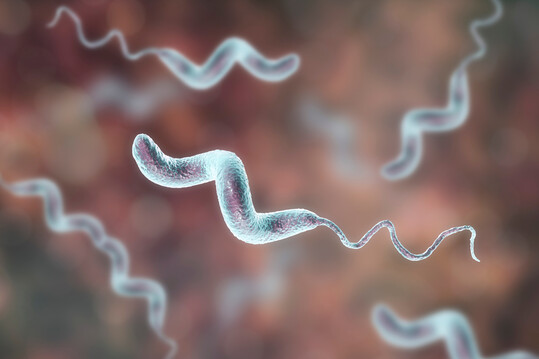 Laut einem Bericht des ECDC und der EFSA sind Salmonella und Campylobacter bei Mensch und Tier gegenber gngigen Antibiotika resistent.