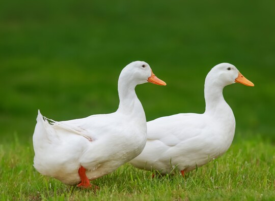 QS erweitert seinen Service fr mehr Tiergesundheit fr Halter von Mastenten.