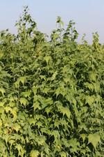 Virginiamalve (Sida hermaphrodita)