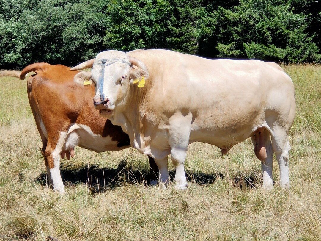 Der Bulle Silbenap punktet bei der Vererbung in der Milch- und Fleischleistung. Auf dem Bild zu sehen ist er mit fnfeinhalb Jahren auf der Weide von Hubert Schtzle in Todtnau-Prg. Gezchtet wurde er von Manfred Kuttler aus dem Kleinen Wiesental-Hohenegg.