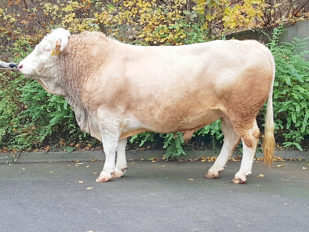 Der Bulle Silbenap ist fr die Verbesserung der Milch- und Fleischleistung empfehlenswert.