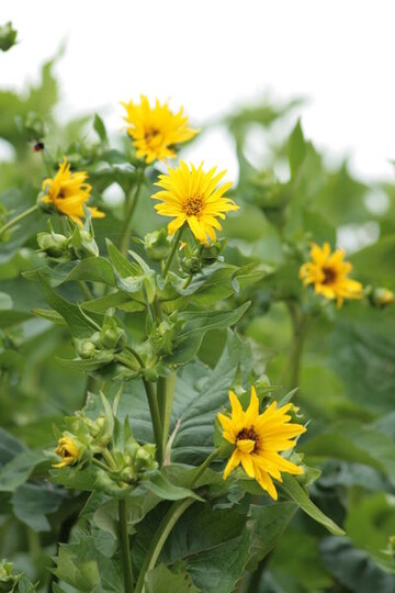 Durchwachsene Silphie (Silphium perfoliatum)