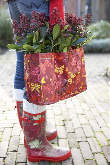 Skimmia