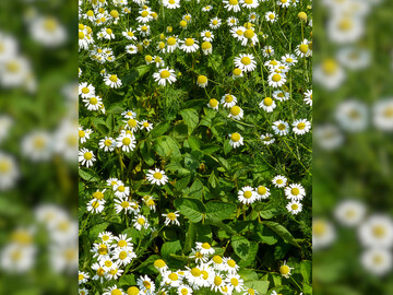 Ohne erfolgreiche Regulierung werden Sojabohnen schnell von Unkräutern überwachsen.