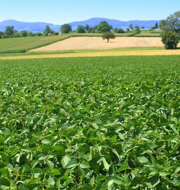 Sojabohnen in Südbaden: Die eiweißreiche Pflanze ist weltweit vor allem als Futtermittel bekannt. Mit Premiumsorten für den menschlichen Verzehr indes hat sich die Freiburger Firma Taifun einen Namen gemacht. Als Ein-Mann-Betrieb vor 25 Jahren gestartet, erwirtschaften heute 180 Mitarbeiter mit 35 Tofuprodukten einen Jahresumsatz von 20 Mio. Euro. Foto: Life Food GmbH – Taifun-Tofuprodukte