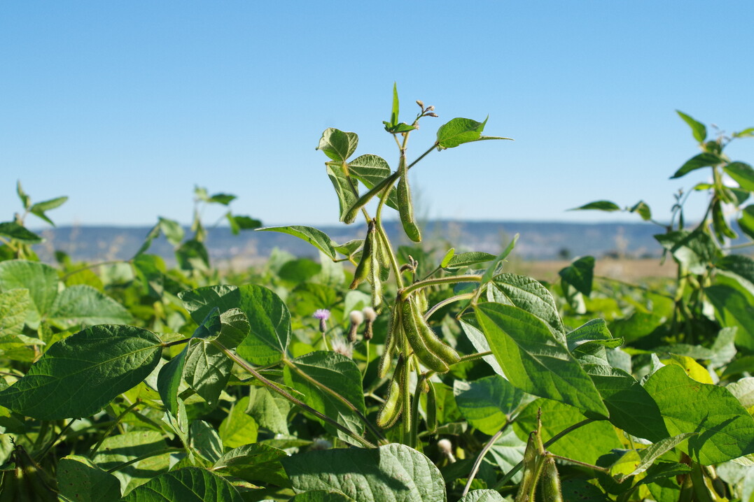 Sojabohnen und andere Leguminosen sind die wichtigste natürliche Stickstoffquelle für innerbetriebliche Kreisläufe.
