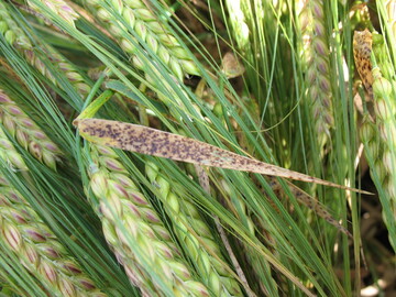 Ramularia an Sommergerste
