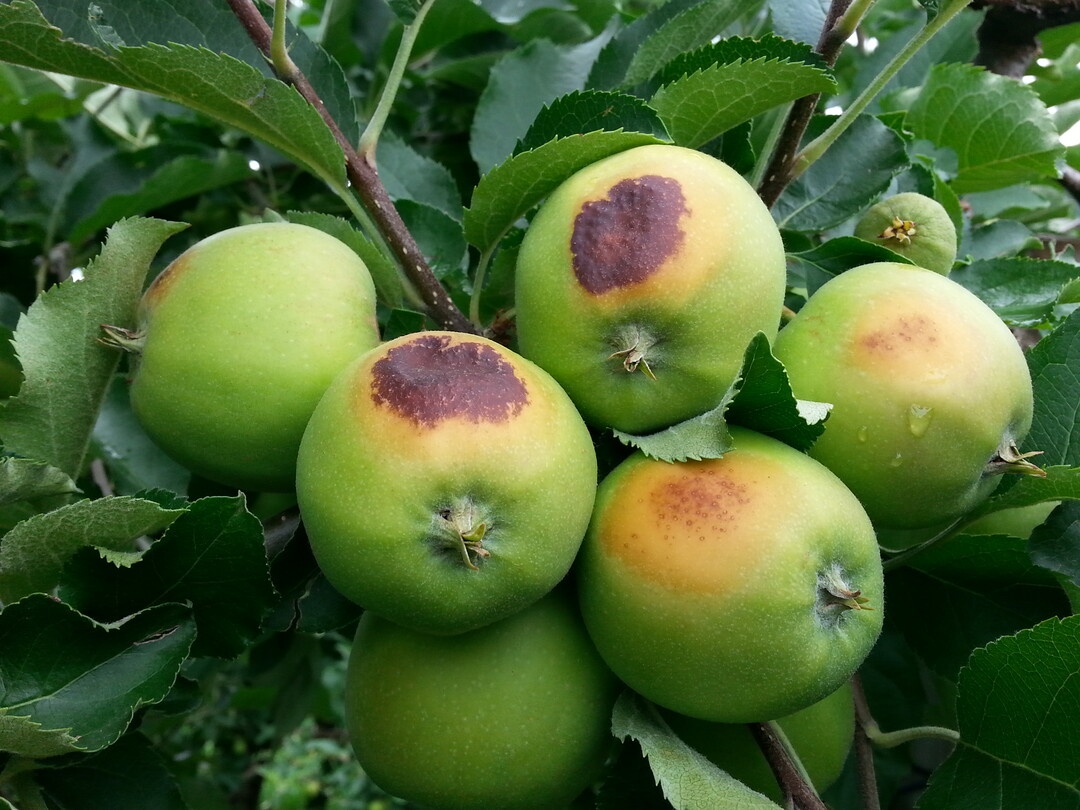 Sonnenbrandschaden an pfeln