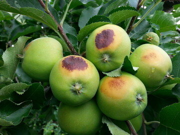 Sonnenbrandschaden an Äpfeln
