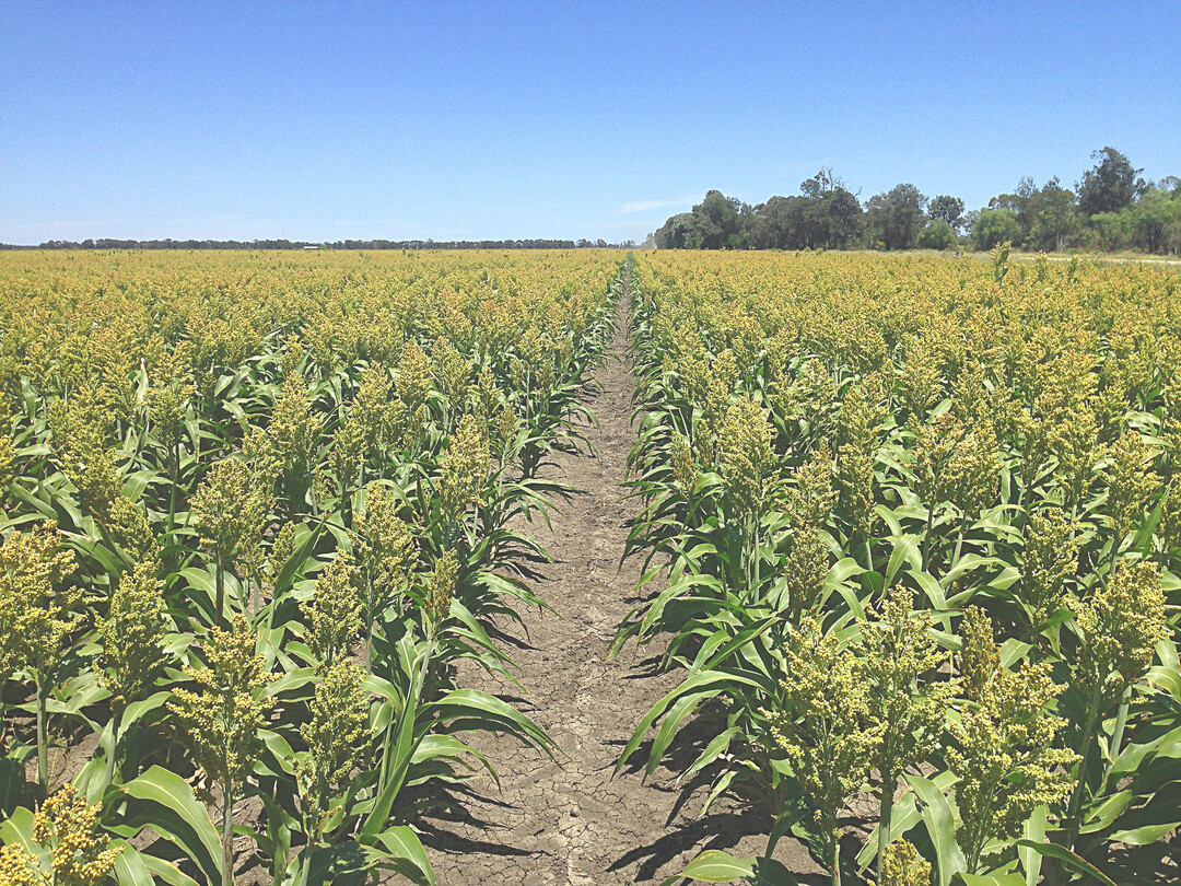 Sorghum