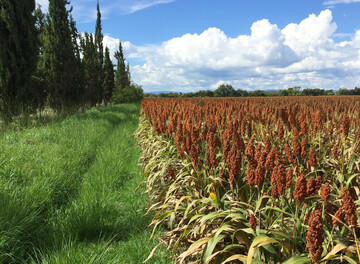 Sorghum hat auf den ersten Blick hnlichkeit zu Mais.