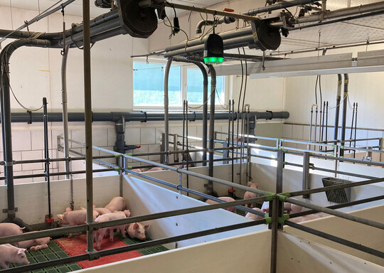 Das Sound Talks-System von Boehringer Ingelheim analysiert kontinuierlich den respiratorischen Gesundheitsstatus von Schweinen in der Aufzucht und Mast.
Die im Stall installierten Monitore mit je sechs Mikrofonen erfassen alle Gerusche im Stall und knnen mithilfe eines Algorithmus Hustengerusche von anderen Geruschen unterscheiden. Da das System 24 Stunden pro Tag aufzeichnet, erfasst es anders als der Betreuer die Hustenintensitt auch in der Ruhephase und kann somit bis zu fnf Tage frher als der Landwirt den Husten erkennen.
