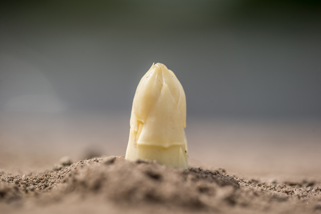 Badischer Spargel ist ein Aushngeschild fr die Region und geniet berregional einen hervorragenden Ruf.