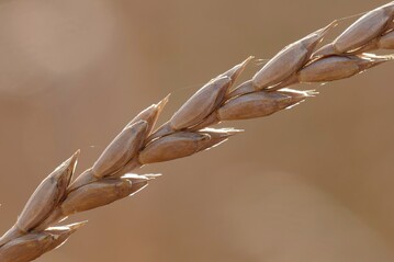 Die Ergebnisse der Landessortenversuche, ko-Dinkel liegen vor.