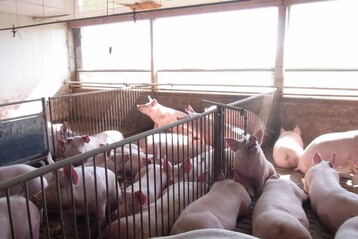 Schweine sind neugierige Tiere. Knnen sie sich ausreichend mit Spielzeug und/oder Raufutter beziehungsweise Whlerde beschftigen, sinkt die Gefahr, dass sie damit beginnen die Schwnze ihrer Artgenossen anzubeien.