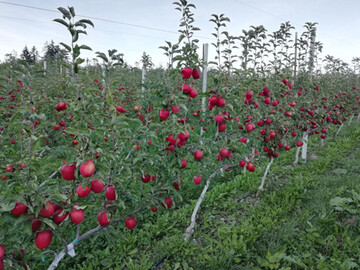 Mit der Guyotree-Erziehung wird auf der Fruit Logistica ein neues innovatives Apfelanbausystem vorgestellt. 