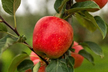 Sprizzle ist die neue Apfelmarke der EFCFruit, hinter der die Apfelsorte Sunspark steht. Dabei handelt es sich um eine Kreuzung aus Nicoter und Honey Crisp.