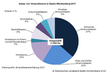 Anbau von Strauchbeeren in Baden-Wrttemberg 2017