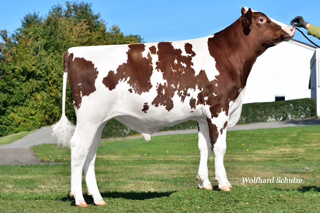 Stanford P zählt zu den leistungsstärksten Euterbullen bei den rotbunten Holsteinvererbern.