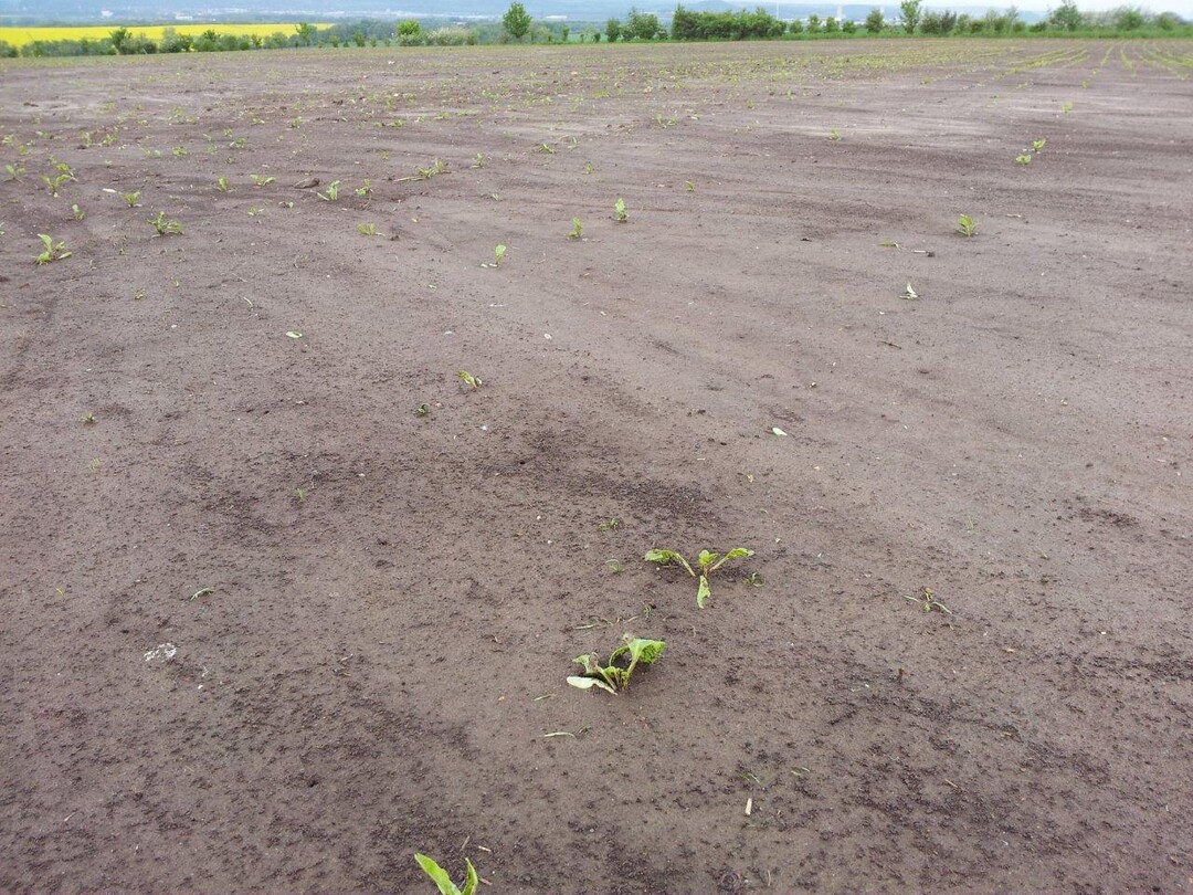 Durch Starkregen können insbesondere Jungpflanzen Schaden nehmen, wie hier bei Zuckerrübe.
