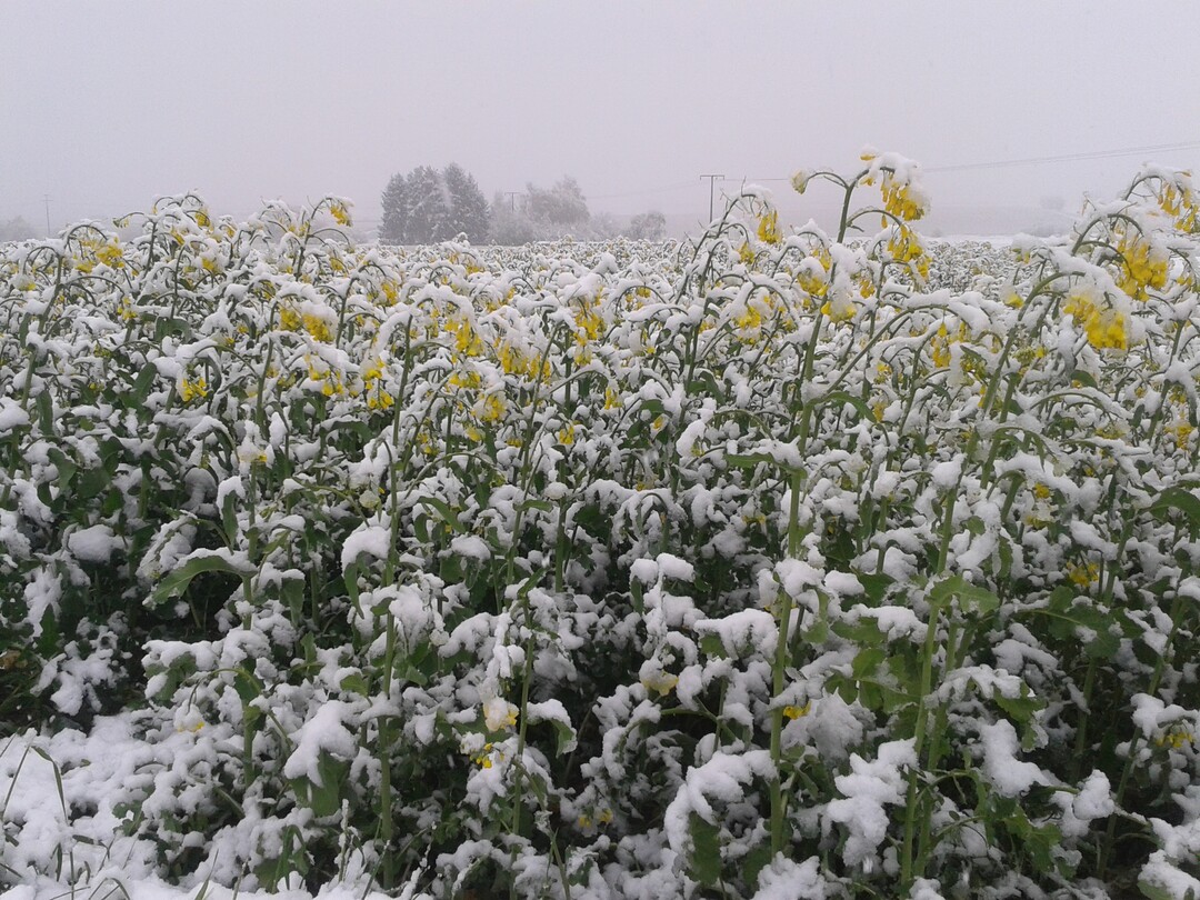 Raps bei Haigerloch