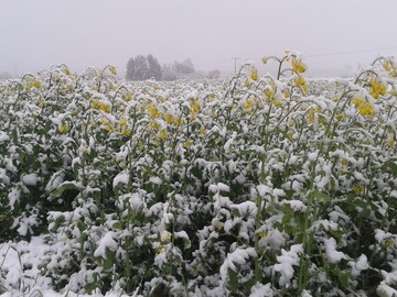 Raps bei Haigerloch